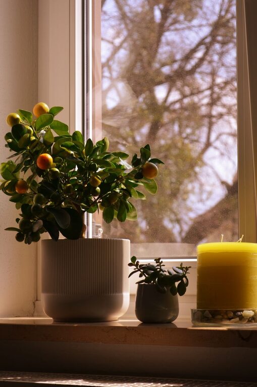 How to Refresh Your Home with Plants: A Complete Guide